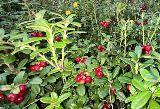 Tuulahdus verkkokaupassa - tuotteita syysalennuksella